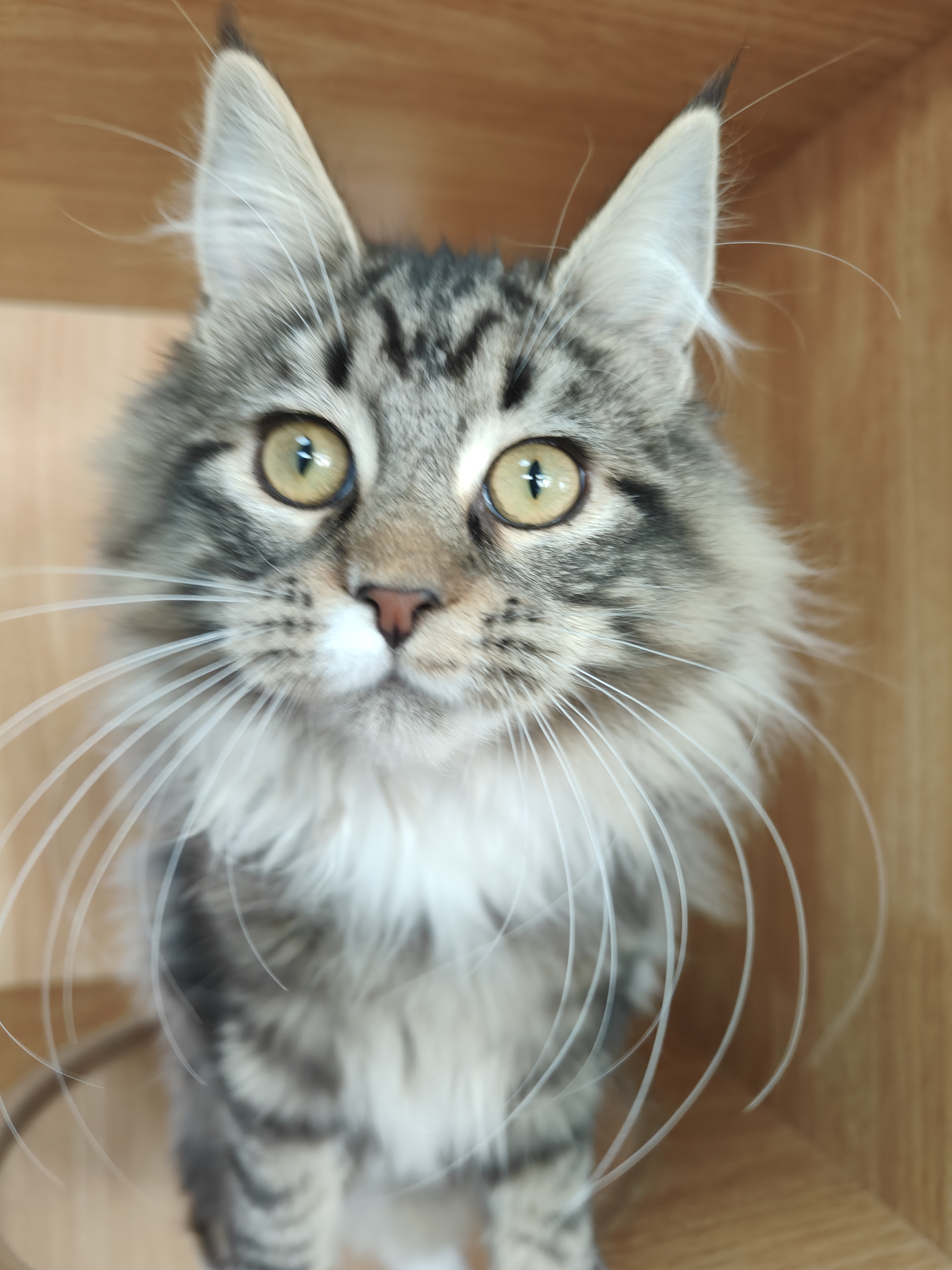 猫舍不干了年前特价甩缅因猫母猫妹妹大型猫长毛猫疫苗齐全驱虫已做无病无藓健